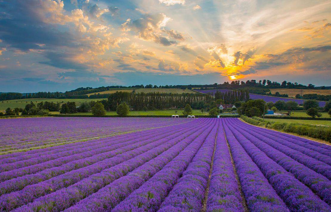 Kentish Lavender – Kent (ảnh internet)