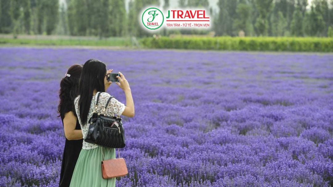 Kinh nghiệm săn mùa lavender đẹp nhất