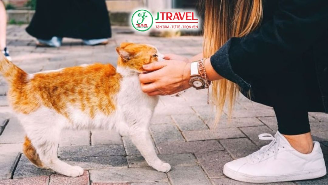 Người yêu động vật tương tác với mèo ở Istanbul