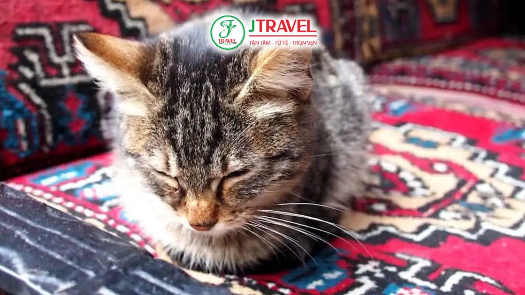 Mèo trong quán cà phê tại Istanbul thân thiện với du khách