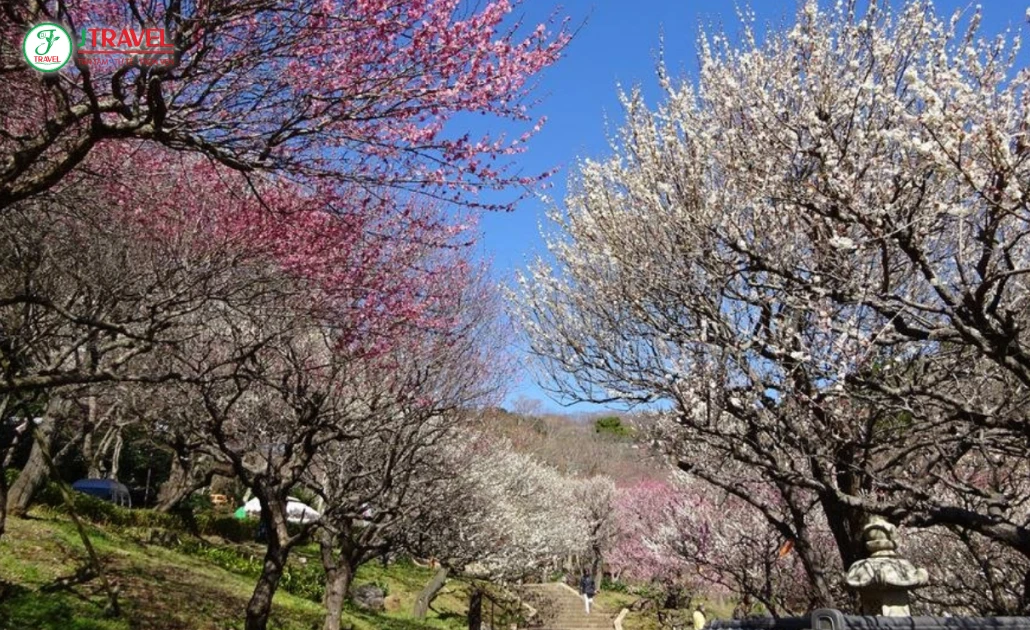 Hoa mơ trắng hồng nở dịu dàng thanh bình giữa mùa xuân Nhật Bản