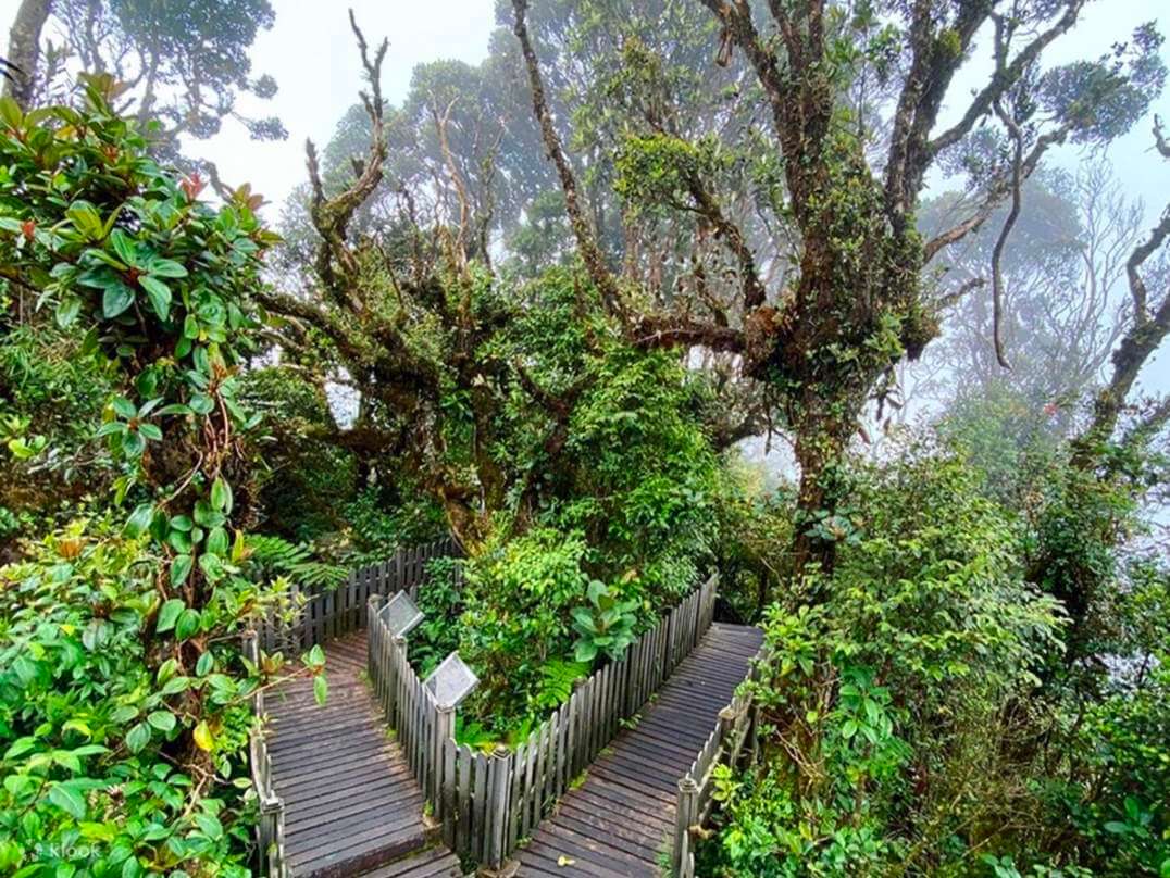 Rừng rêu Mossy Forest (ảnh internet)