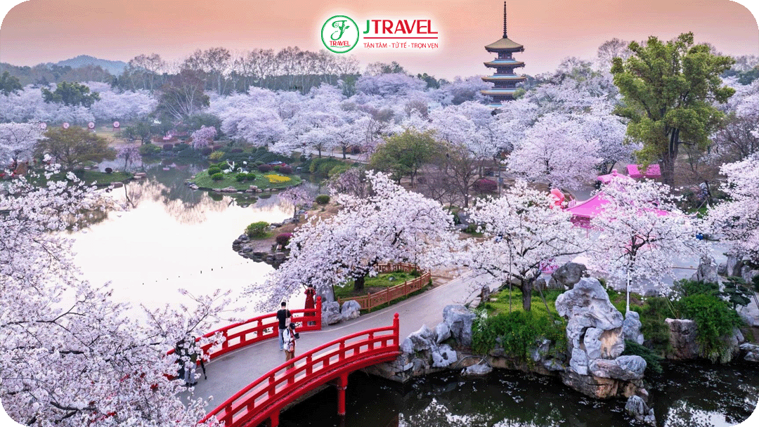 Cả thành phố Vũ Hán bừng nở trong sắc hồng mùa xuân