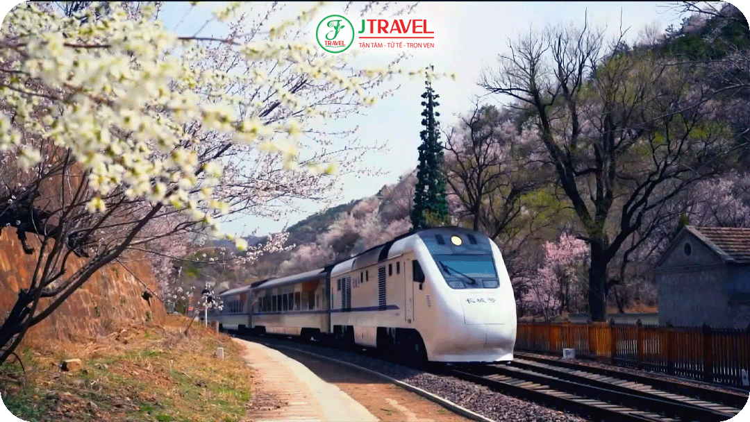 Hai bên đường tàu S2 được bao phủ bởi sắc hoa anh đào và hoa mơ trắng hồng