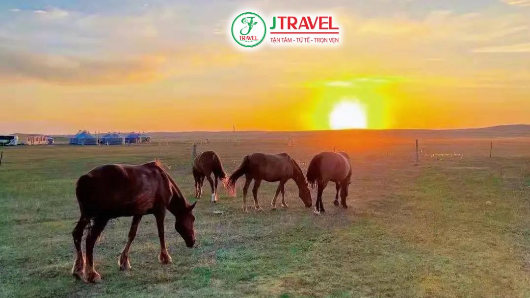 Đón bình minh giữa đồng cỏ