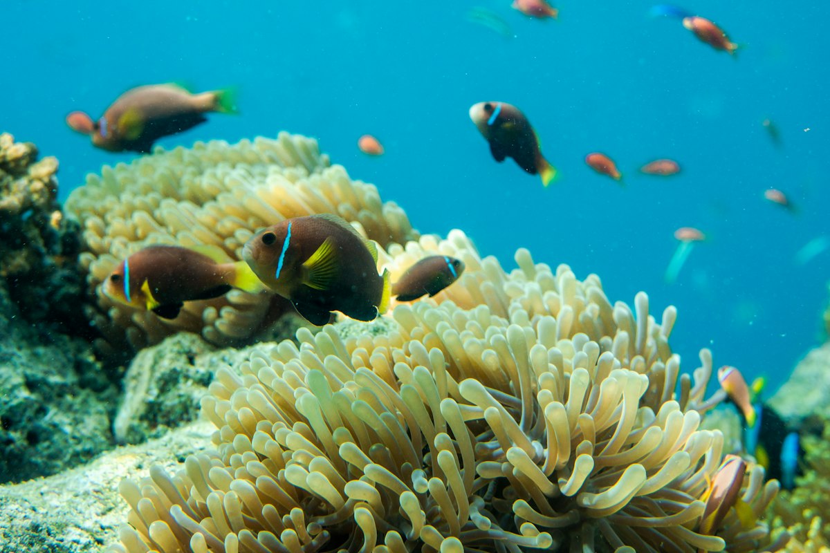 Cá hề và hải quỳ trên rạn san hô ở Baa Atoll, Maldives
