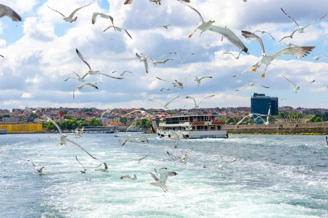 Ngắm hải âu bay trên eo biển Bosphorus