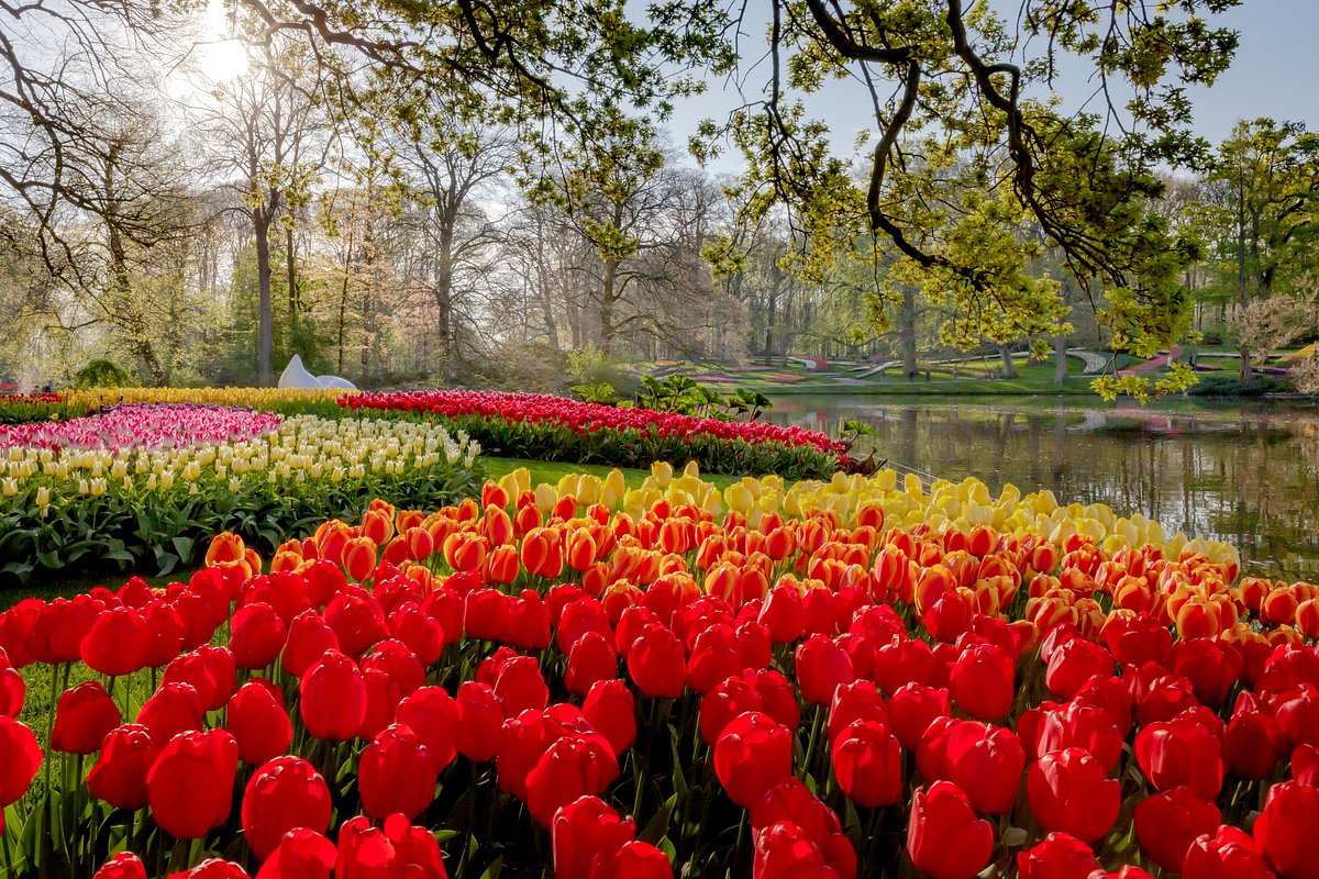 Tham quan vườn hoa Keukenhof (nguồn internet)