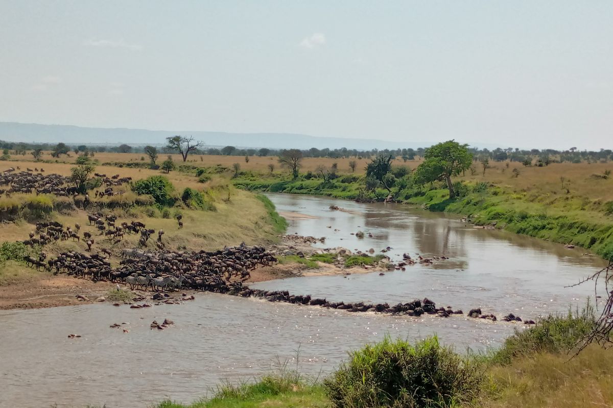 Đàn linh dương đầu bò vượt sông Mara ở Kogatende, Bắc Serengeti
