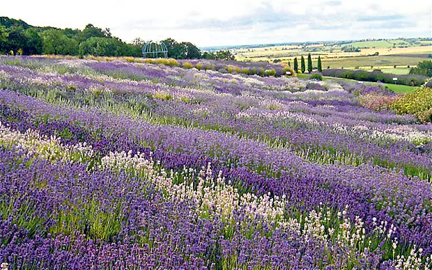 Yorkshire Lavender – York (ảnh internet)