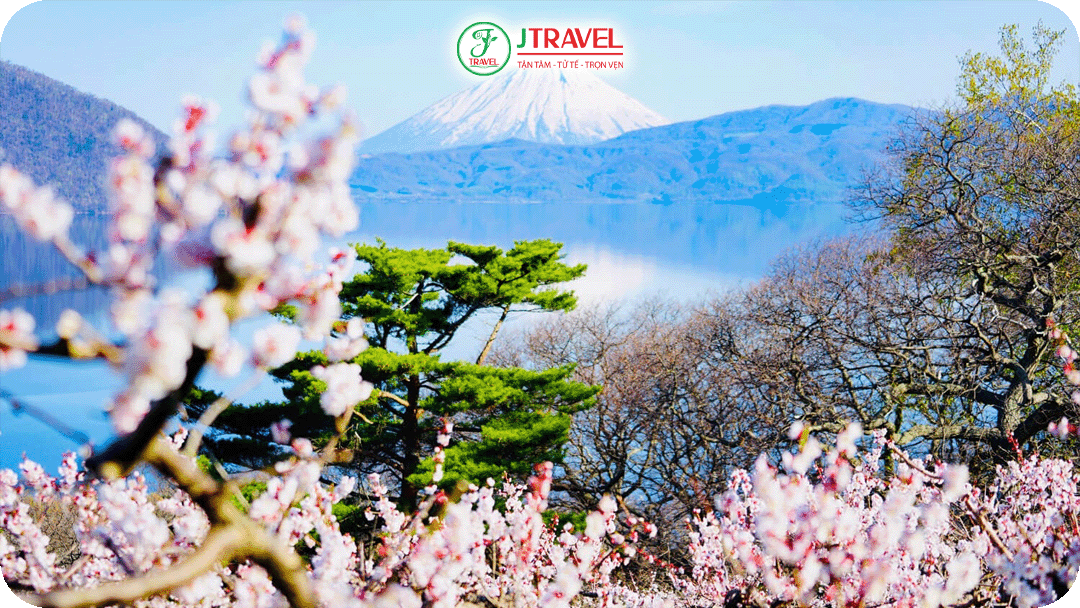 Hokkaido vào cuối tháng 4 – đầu tháng 5 là thời điểm hoa anh đào nở rộ