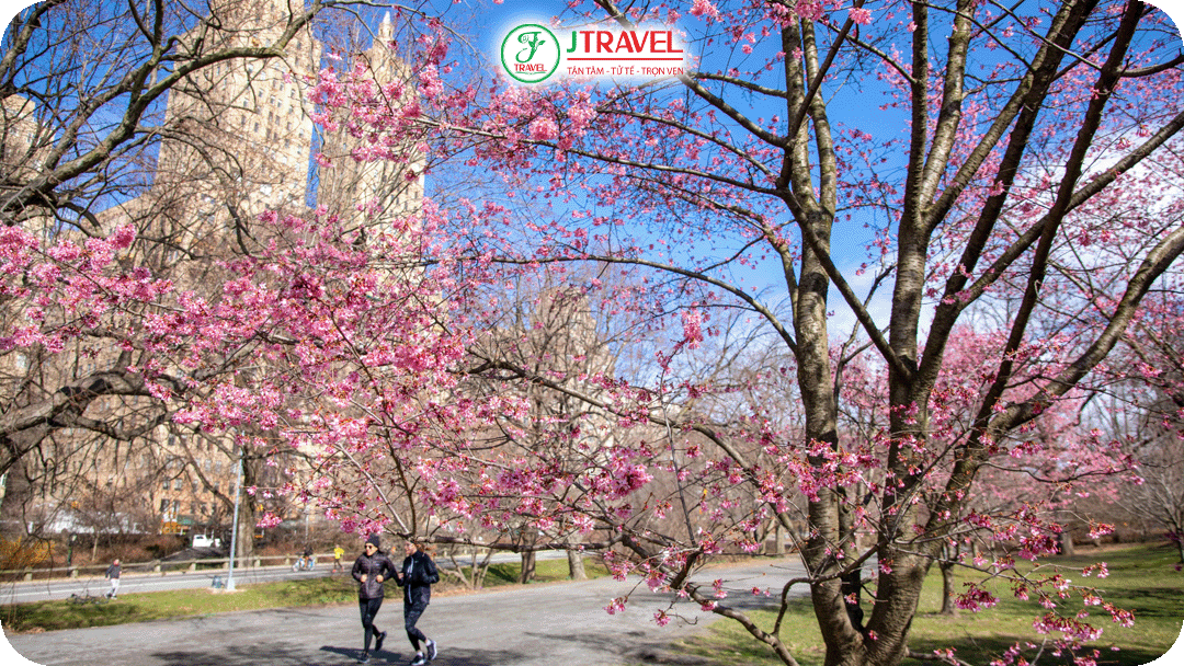 Central Park chính là nơi người dân New York tìm đến để ngắm hoa anh đào nở