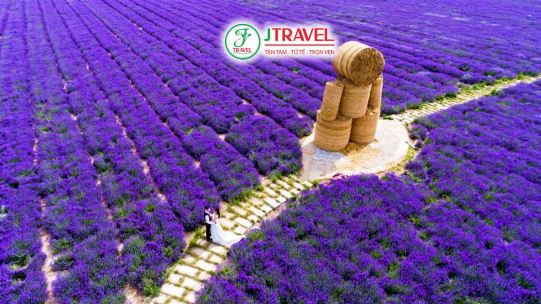Hoa lavender ở Tân Cương nở vào tháng 6