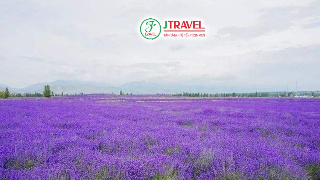 Tháng 6 thời điểm ngắm hoa oải hương đẹp