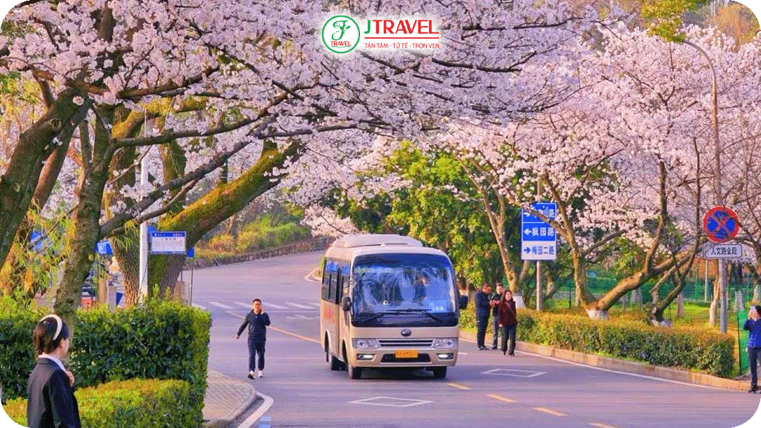 Đến Vũ Hán không khó bắt gặp những cung đường ngập tràn hoa anh đào