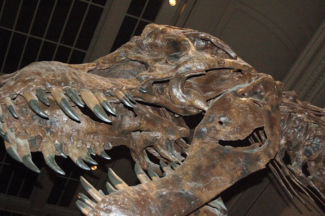 Bảo tàng Lịch sử Tự nhiên Smithsonian miễn phí, điểm học tập cho trẻ khi đi tour Mỹ