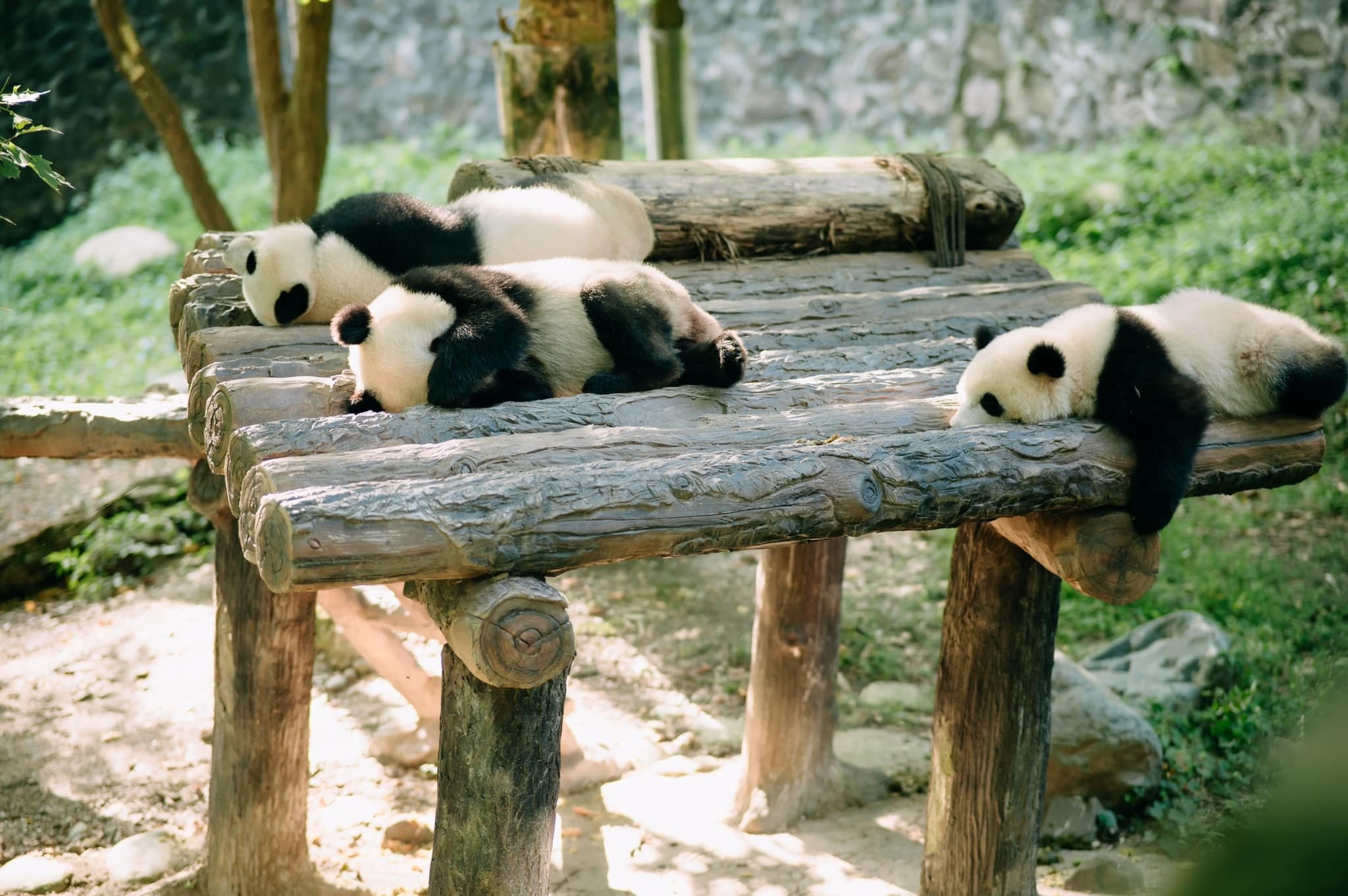 Công Viên Gấu Trúc