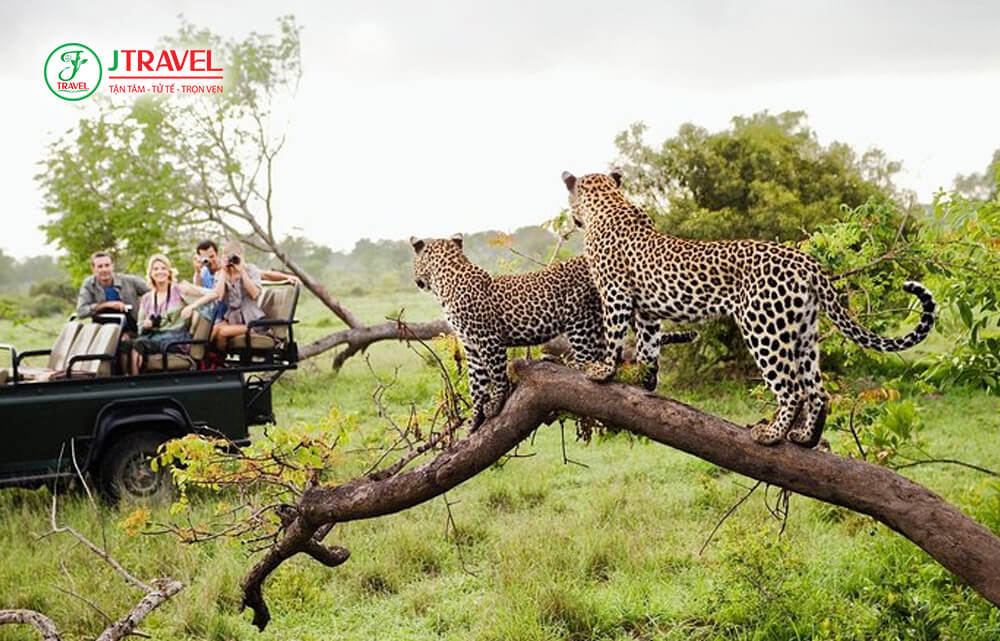 Yala là một trong những khu vực bảo tồn động vật quan trọng, nơi có voi châu Á, báo Sri Lanka và nhiều loài chim