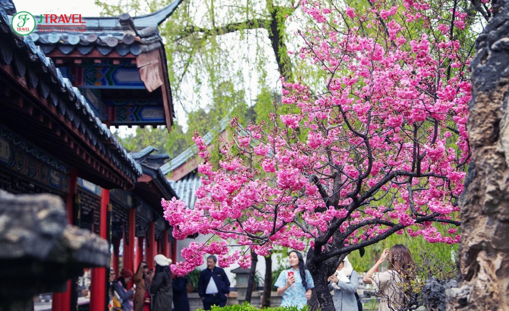 Thành cổ Lệ Giang mùa xuân rực rỡ hoa mận hoa đào
