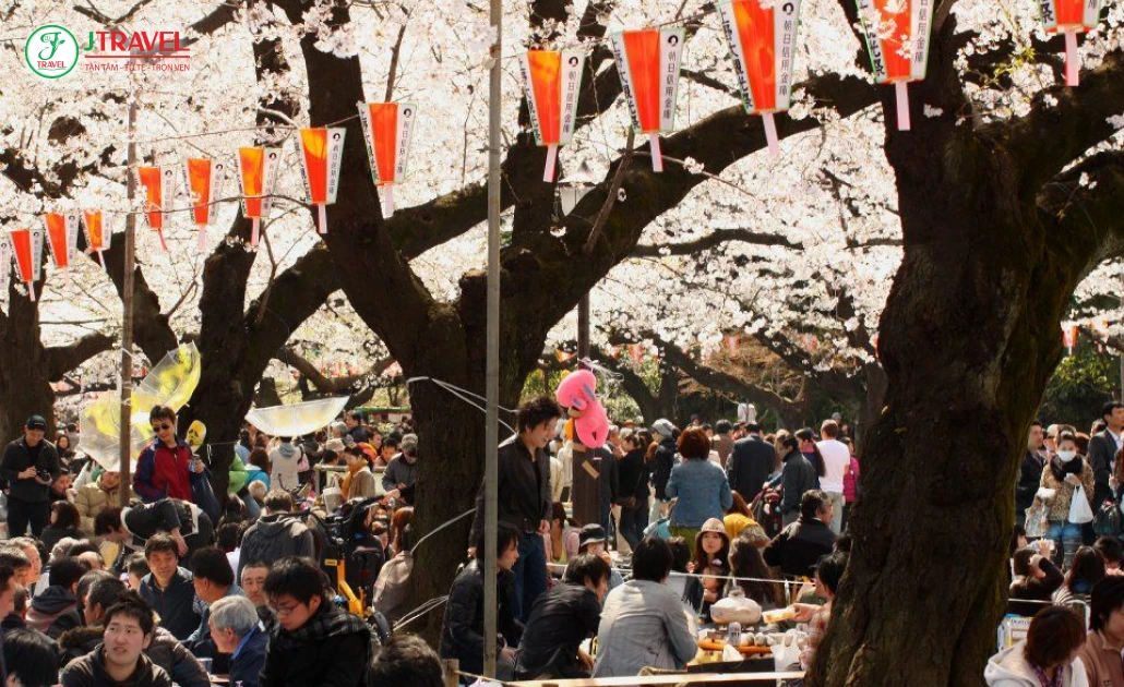 Không khí lễ hội hanami sôi động người dân cùng nhau ngắm hoa anh đào