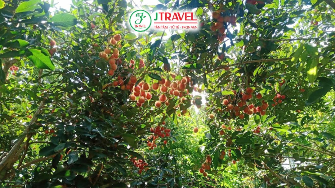 Khám Phá Vườn Trái Cây 