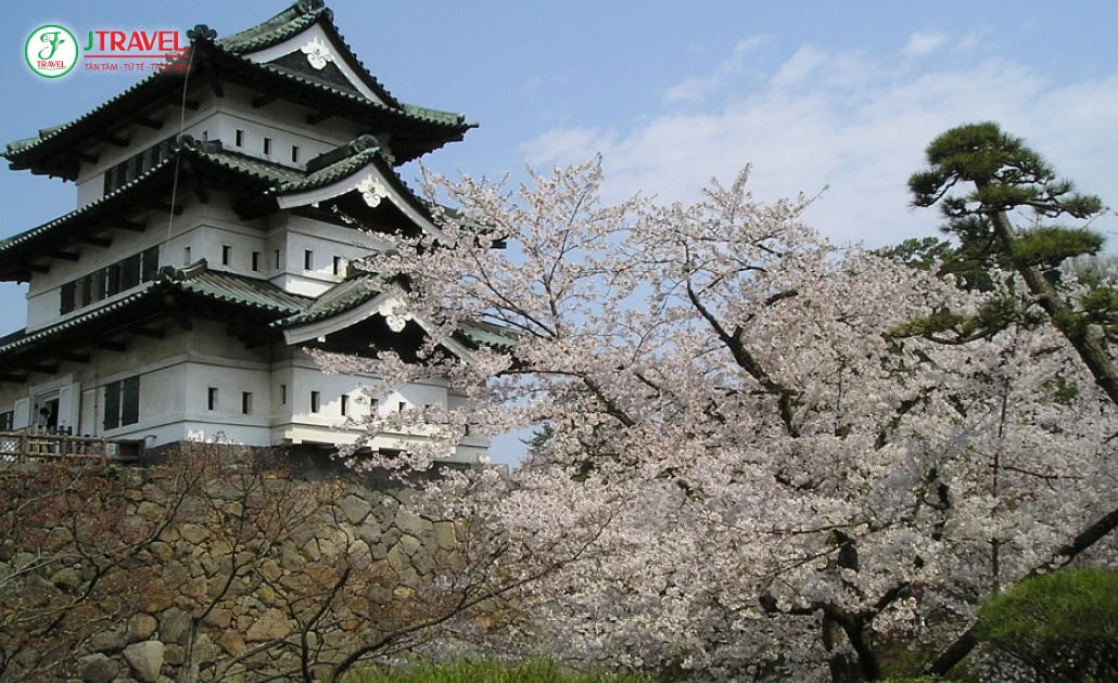 Hoa mơ nở rực rỡ quanh lâu đài Hirosaki tại Aomori