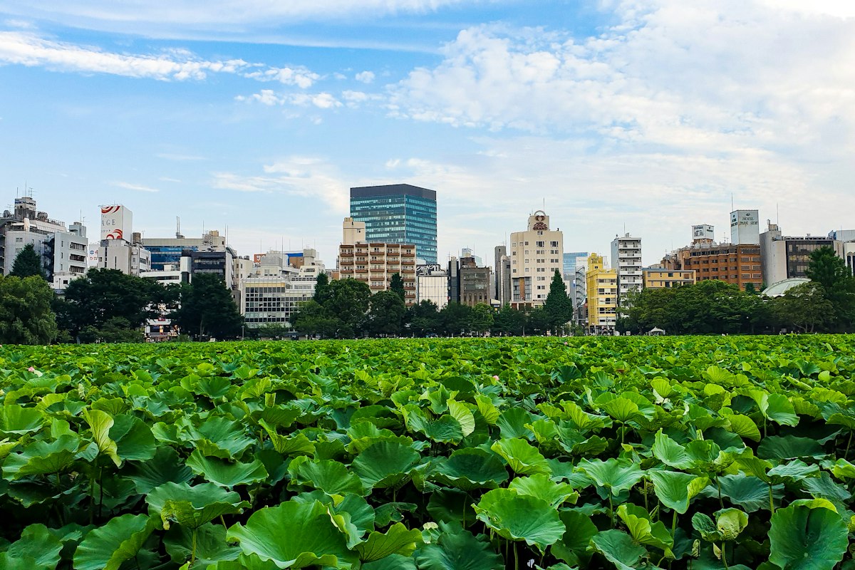 Hồ sen rộng lớn giữa thành phố Tokyo