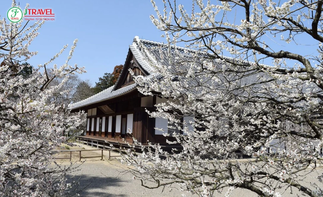 Hoa mơ Nhật Bản nở rộ thu hút khách du lịch