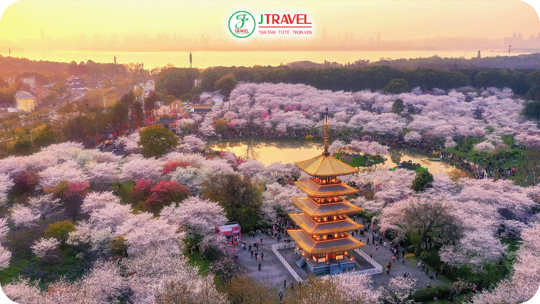 Vũ Hán được xem là thủ phủ hoa anh đào