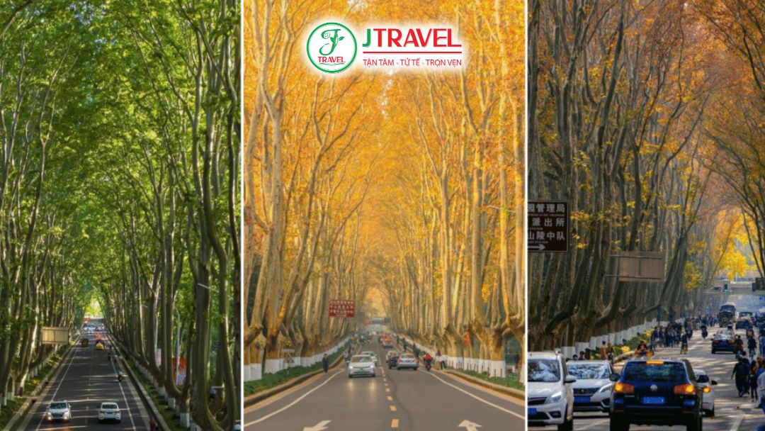 Lịch Sử Hình Thành Đại Lộ Ngô Đồng