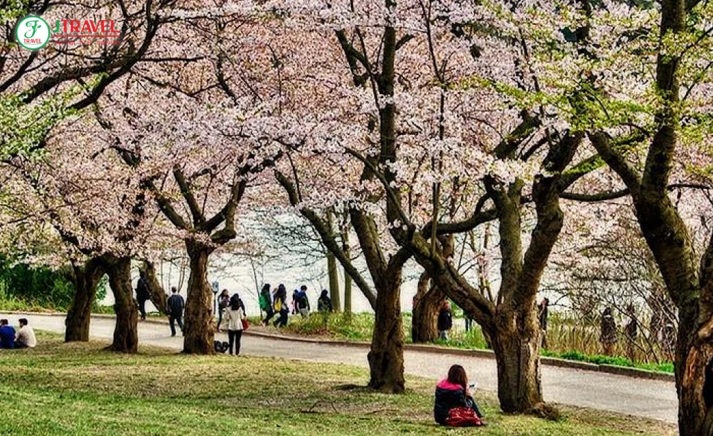 Hoa anh đào nở rộ tại High Park Toronto, sắc hồng rực rỡ giữa lòng thành phố.