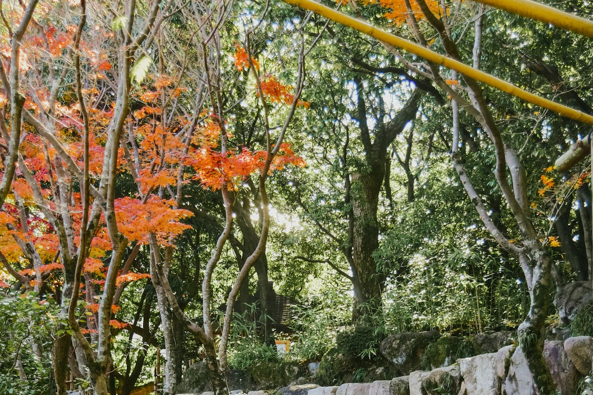 Lối đi lát đá giữa rừng phong đỏ