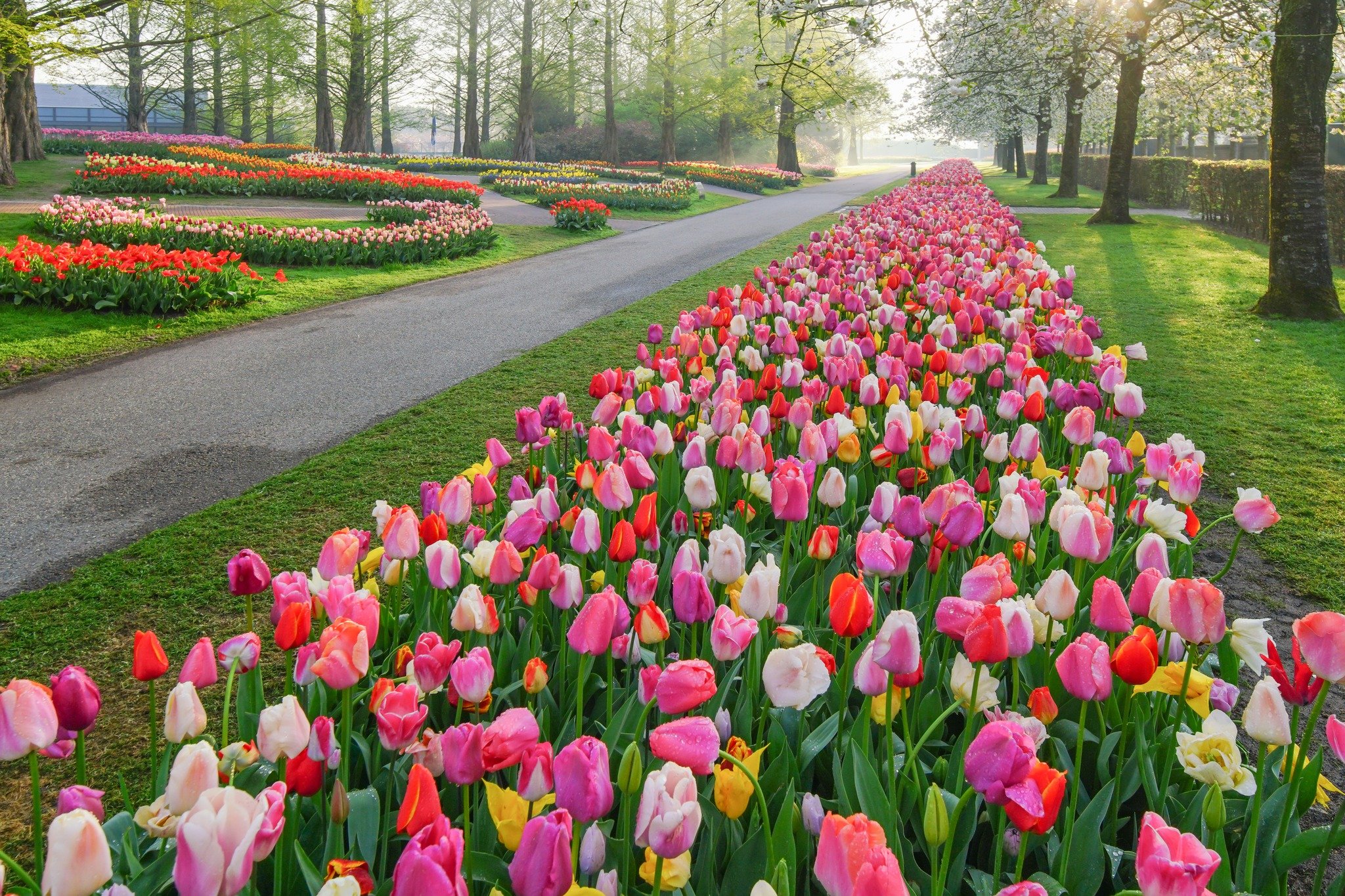 Tham quan vườn hoa Keukenhof (nguồn internet)