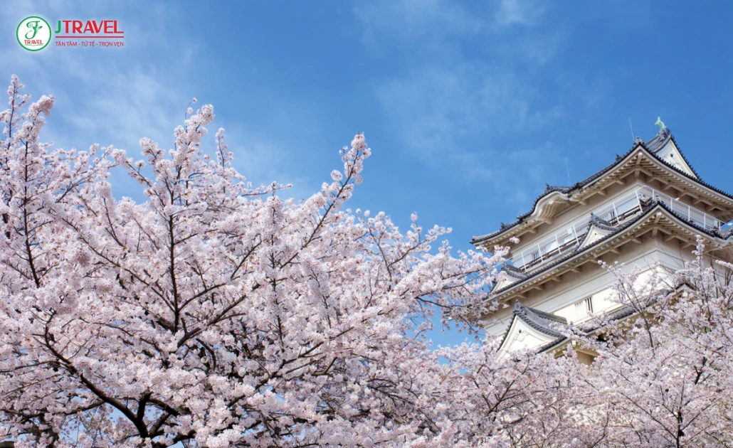 Cảnh hoa mơ nở trong vườn Nhật vào đầu xuân