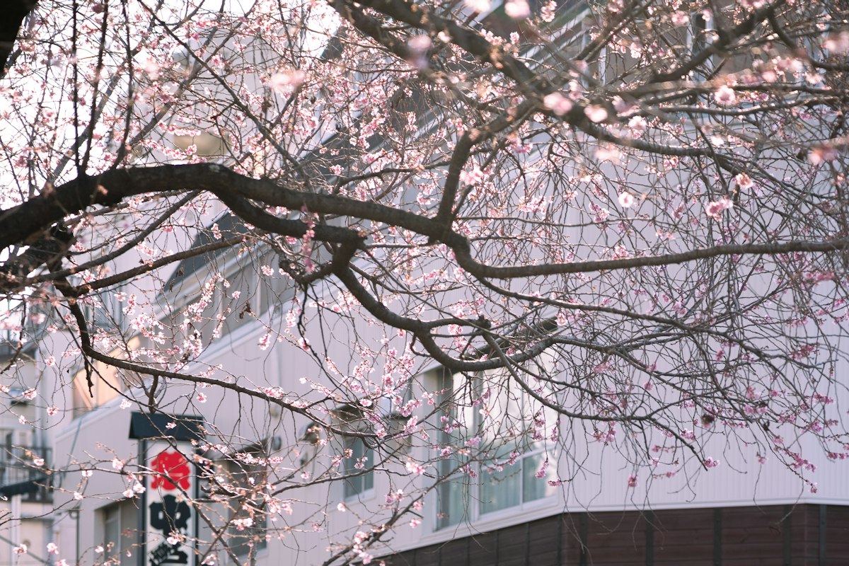 Phố mua sắm Asakusa dưới hàng hoa anh đào
