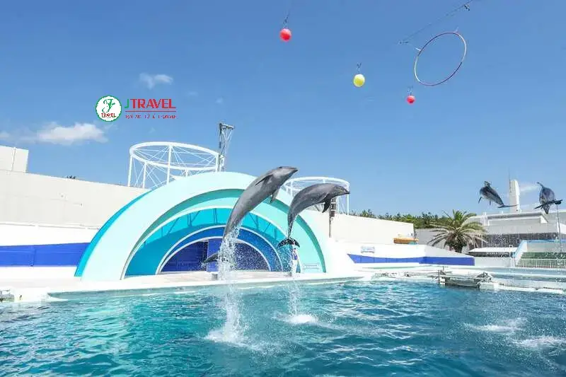 Màn trình diễn của những chú cá heo (Ảnh: sưu tầm)