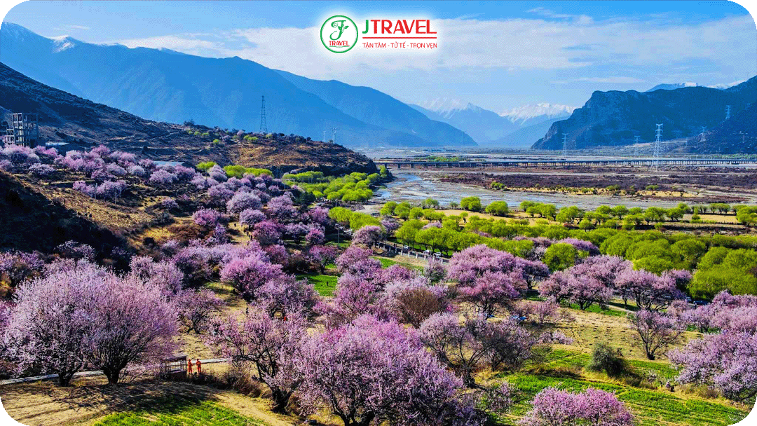 Thung lũng Nyingchi trở nên sống động với hàng nghìn gốc anh đào nở rộ