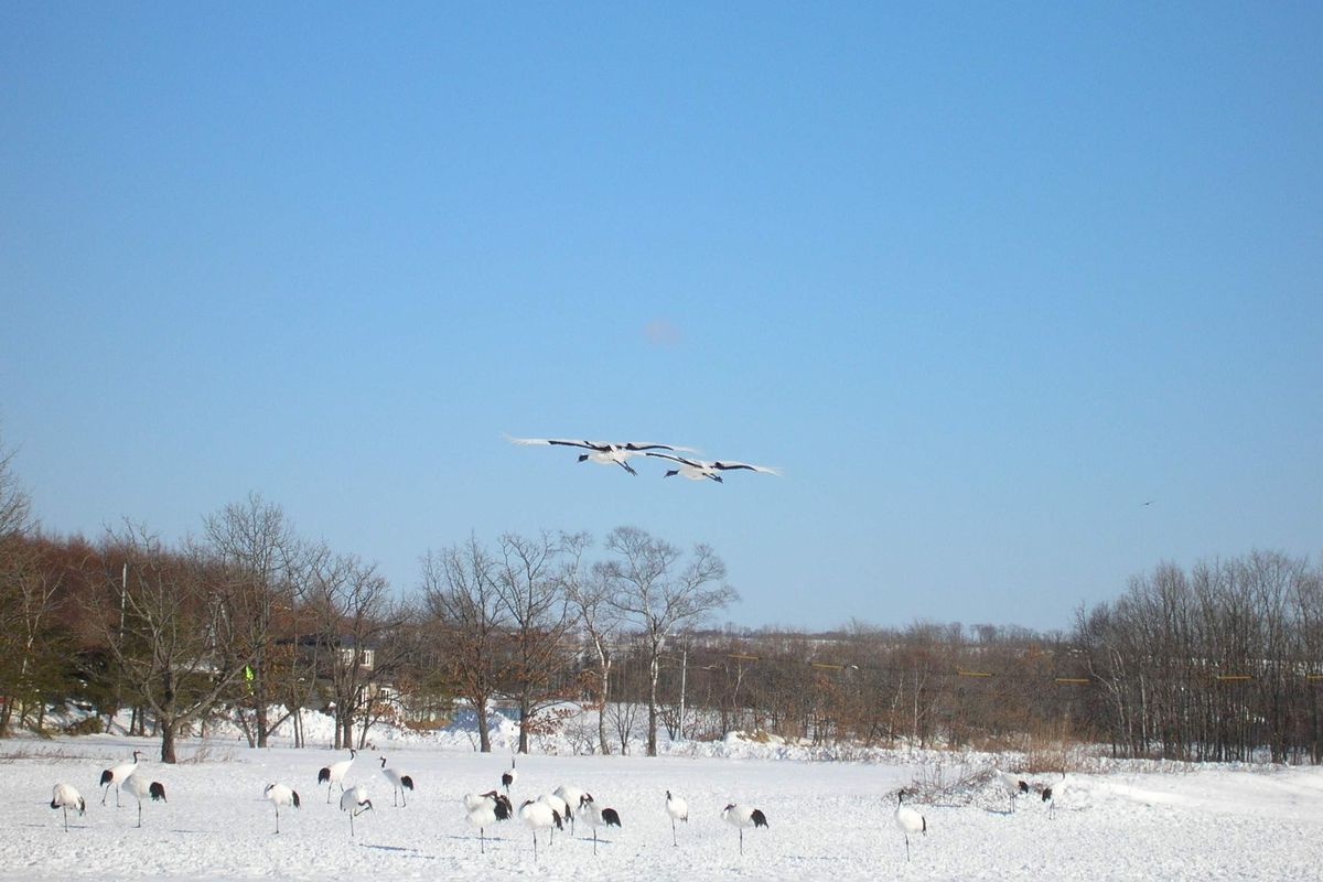 Đàn sếu đầu đỏ trên cánh đồng tuyết ở làng Tsurui, Hokkaido