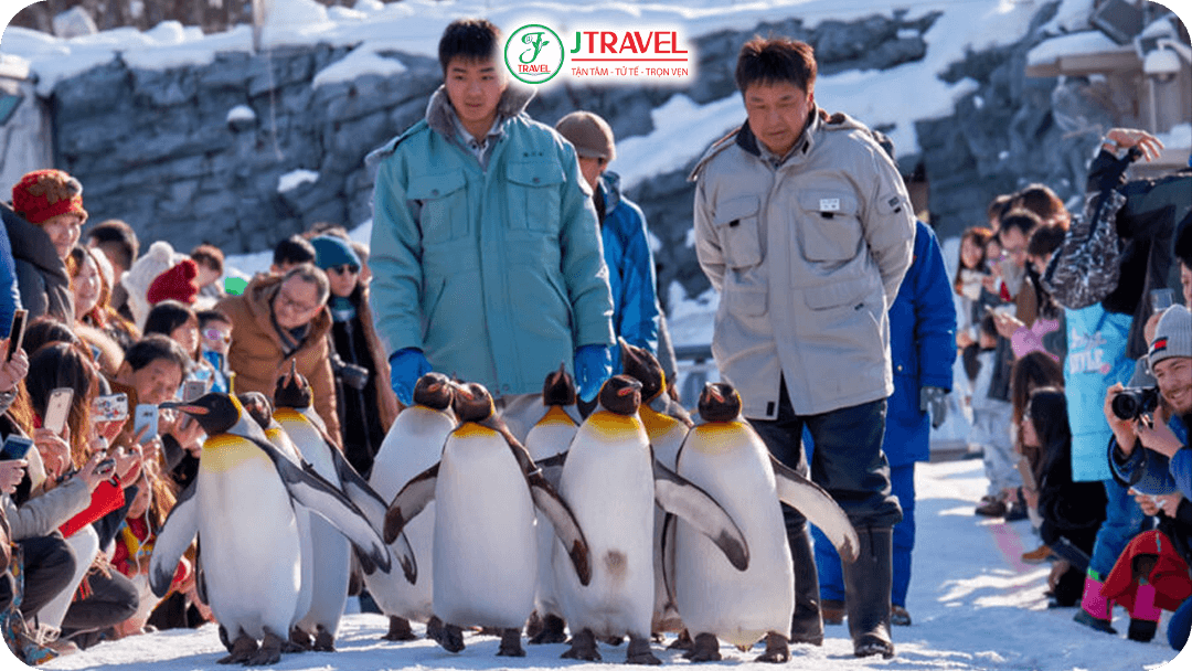 Asahiyama Zoo – Vườn thú “gần gũi” nhất Nhật Bản