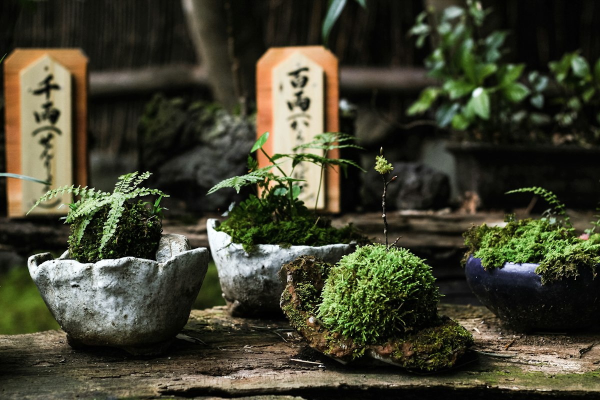Chậu cây bonsai và rêu xanh