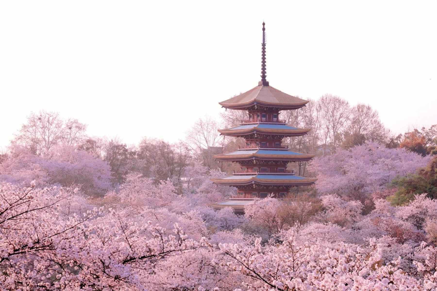 Tour Hoa Anh Đào Vũ Hán No Shopping 7N7Đ