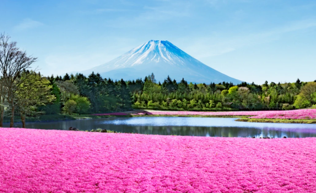 Du khách tham quan lễ hội Fuji Shibazakura và ngắm núi Phú Sĩ