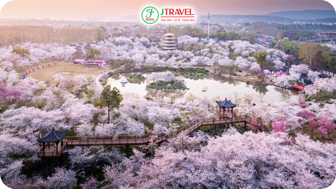 Công viên Đông Hồ - Điểm ngắm hoa anh đào đẹp nhất Trung Quốc