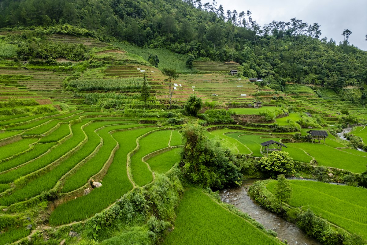 Ruộng bậc thang Mù Cang Chải xanh mướt giữa núi rừng Tây Bắc