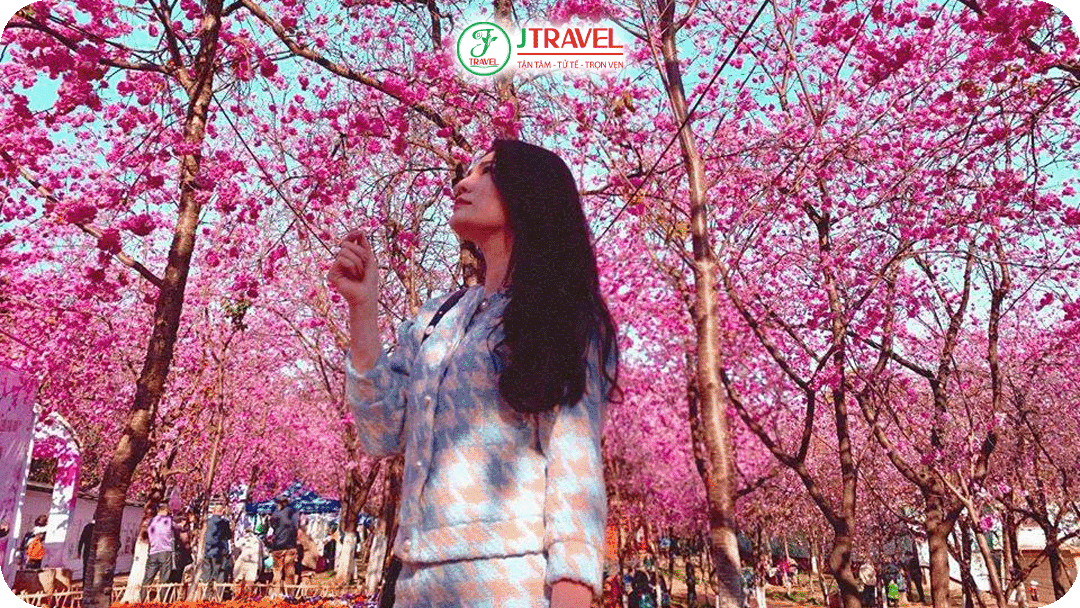 Mùa hoa anh đào ở Trung Quốc thường kéo dài từ cuối tháng 2 đến đầu tháng 4