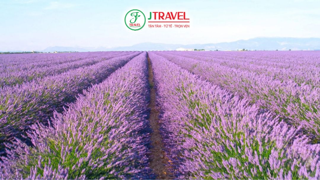 Hoa Lavender Thổ Nhĩ Kỳ Có Gì Đặc Biệt