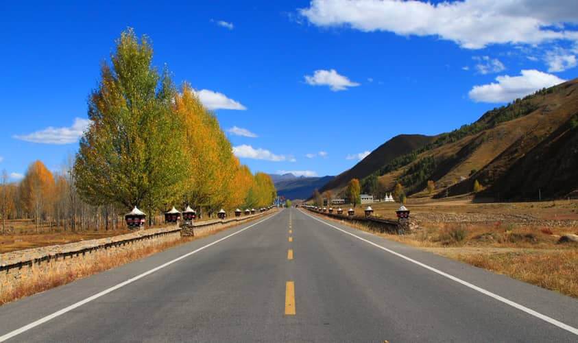 Rừng dương vàng hai bên đường vào thị trấn Đạo Thành