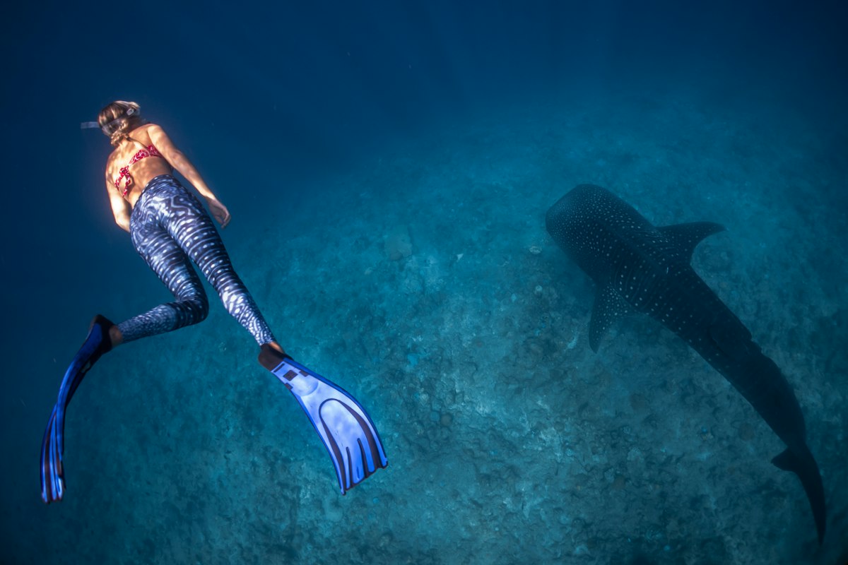 Du khách lặn ngắm cá mập voi ở Maldives