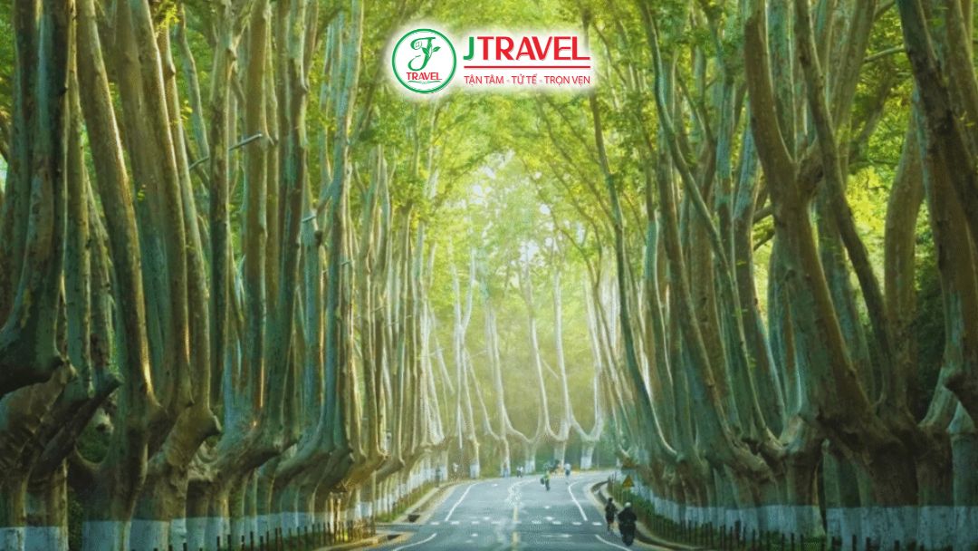 Hàng Cây Ngô Đồng Hơn 100 Năm Tuổi