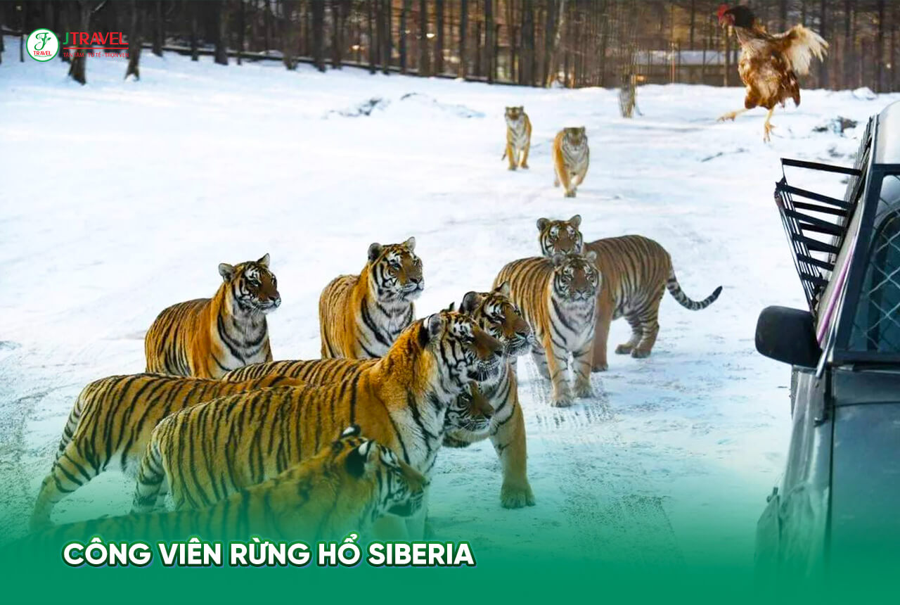 Công viên rừng hổ Siberia